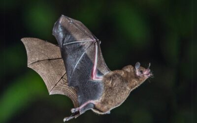 24 Août – Nuit de la chauve-souris – 20h