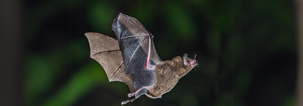 24 Août – Nuit de la chauve-souris – 20h