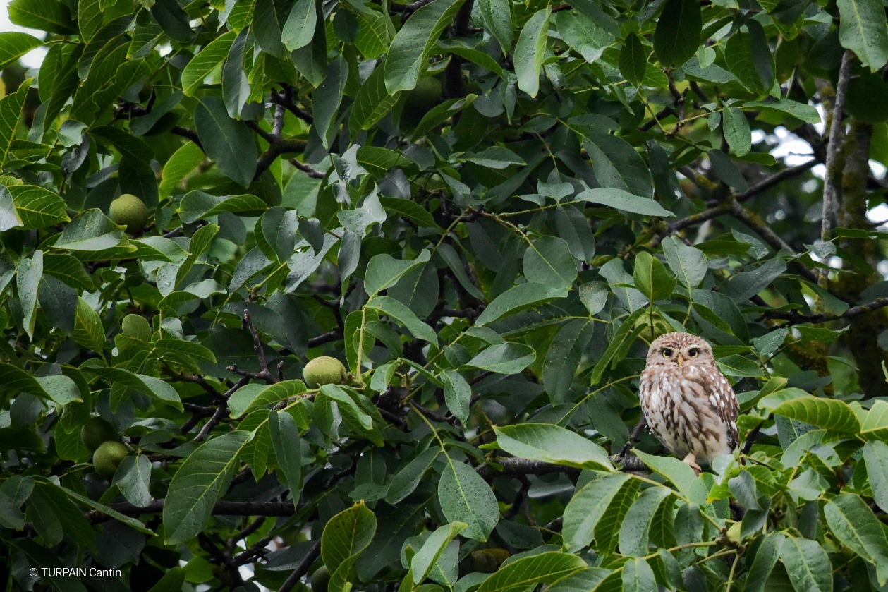 DSC_2411-02(1)