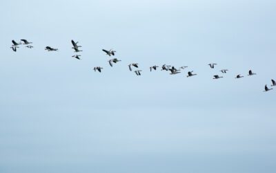 21 Septembre – Observation des oiseaux migrateurs avec le GON