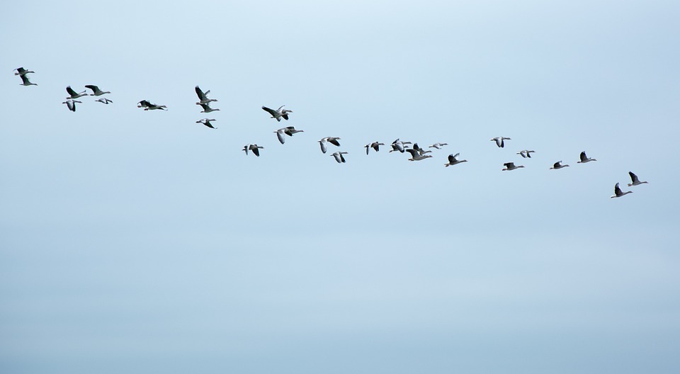 21 Septembre – Observation des oiseaux migrateurs avec le GON