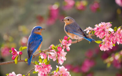 Observation des oiseaux de printemps au marais de Palluel – 13 juin 2026